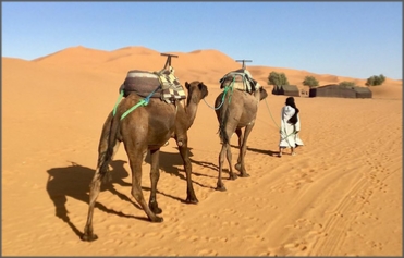 Camel treks Merzouga