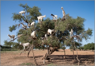 day excursion from Marrakech to essaouira